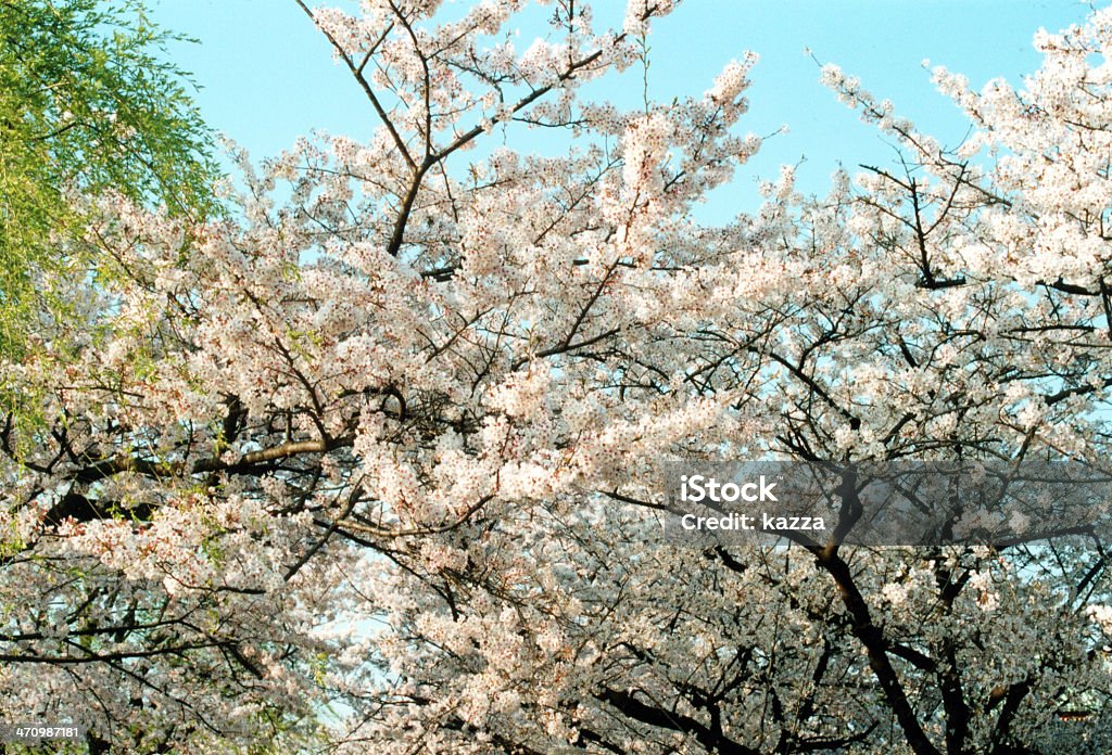 Cherry Blossoms no Japão - Foto de stock de Flor royalty-free