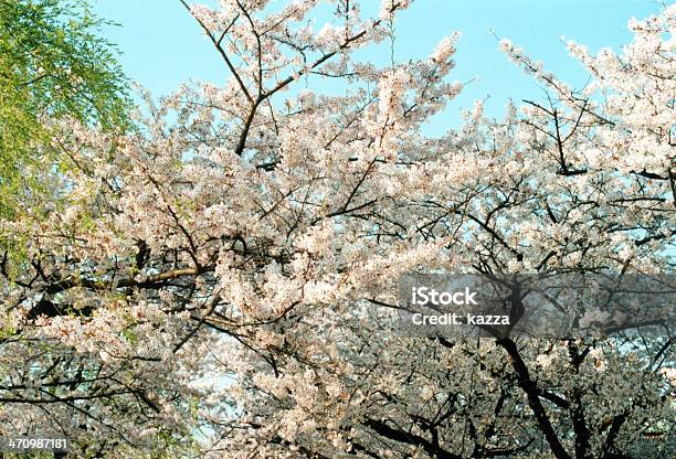 Foto de Cherry Blossoms No Japão e mais fotos de stock de Flor - Flor, Flor de Cerejeira, Flora
