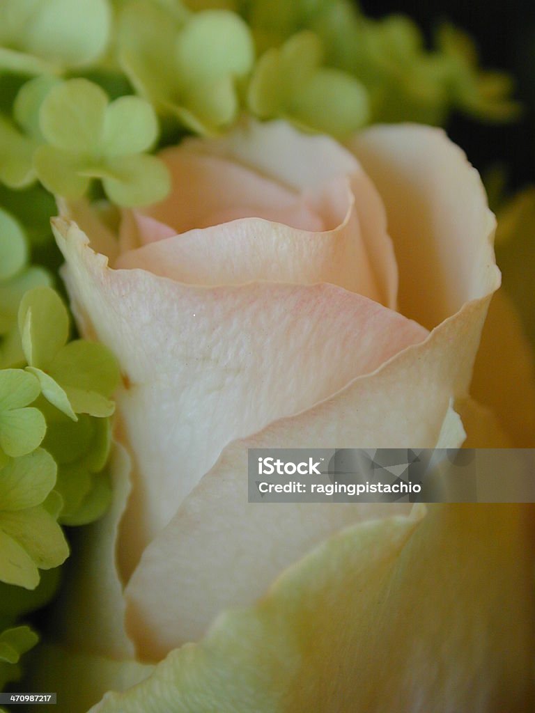 Gros plan de rose rose - Photo de Bouquet formel libre de droits