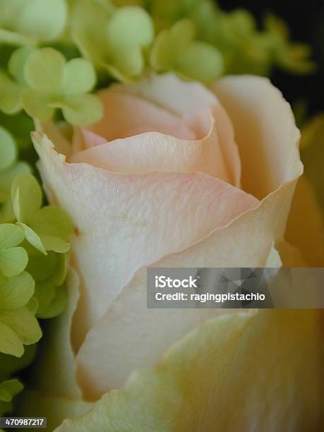 Zbliżenie Pink Rose - zdjęcia stockowe i więcej obrazów Bez ludzi - Bez ludzi, Bliskie zbliżenie, Bukiet