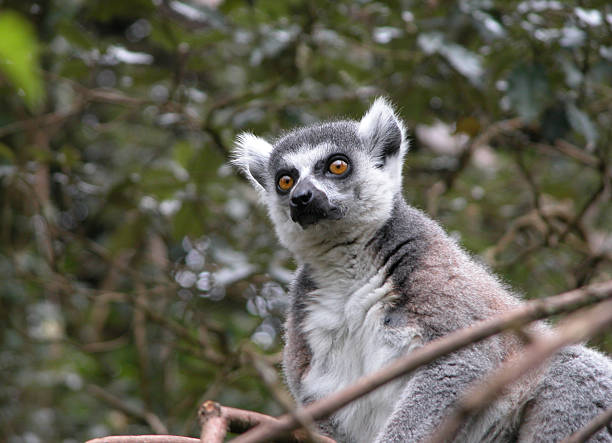 Lemur stock photo