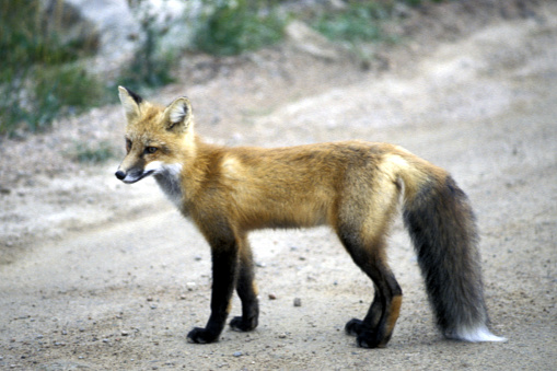 Why did the wild red fox (