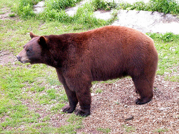 istock Black bear on all fours 470987653