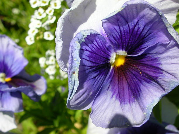 lavender and purple pansy stock photo