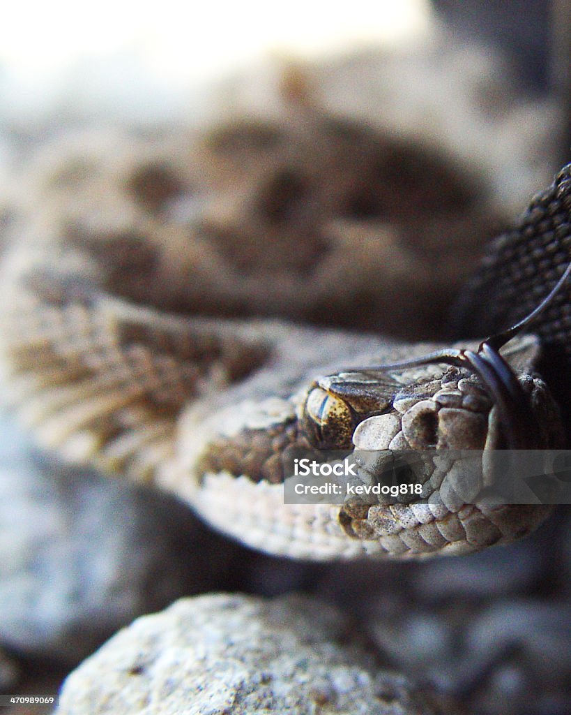 Serpiente de cascabel - Foto de stock de Animal libre de derechos