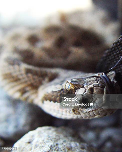 Serpiente De Cascabel Foto de stock y más banco de imágenes de Animal - Animal, Fauna silvestre, Fotografía - Imágenes