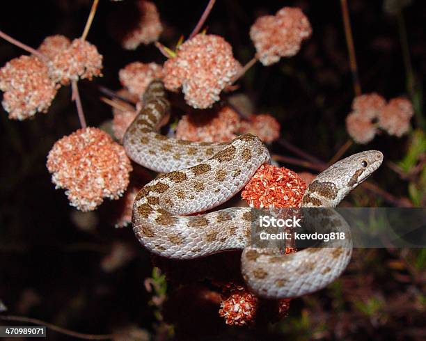 Califórnianoite - Fotografias de stock e mais imagens de Animal - Animal, Cobra, Escala