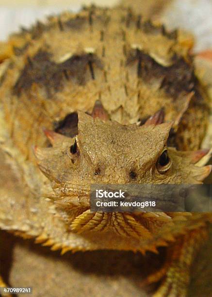 Horned Lizard Stockfoto und mehr Bilder von Bizarr - Bizarr, Echse, Fotografie