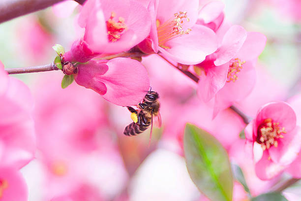 bee polinates suave rosa flor - bee apple tree flower single flower fotografías e imágenes de stock