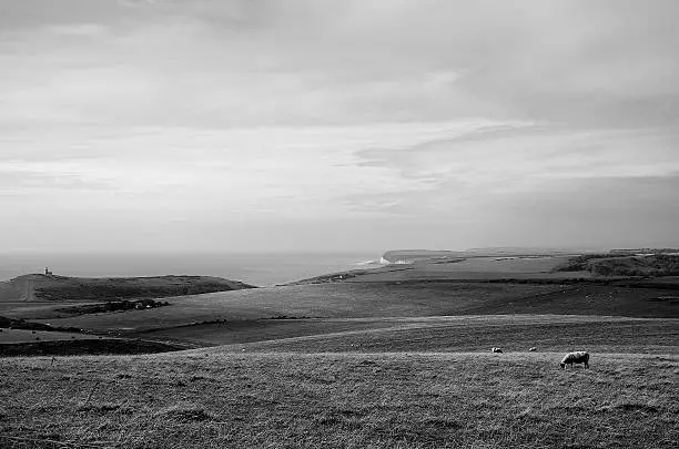 Nature, black and white, sheep, field, fields, Beachyhead, sea view, cloudy, sky