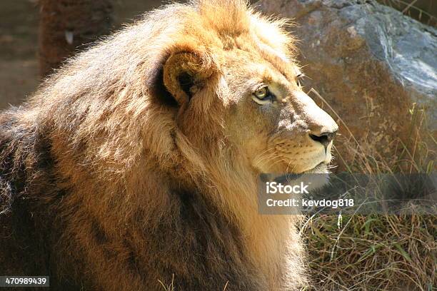 Lionprofil Stockfoto und mehr Bilder von Fotografie - Fotografie, Großkatze, Horizontal