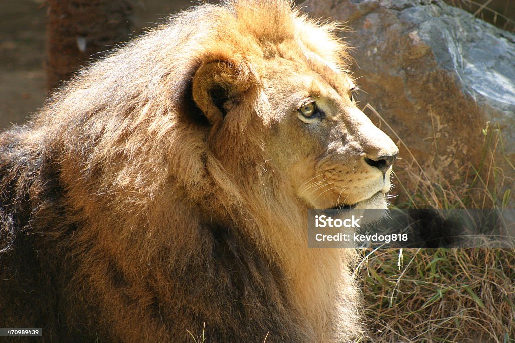 Perfil de leão - Foto de stock de Animais Machos royalty-free