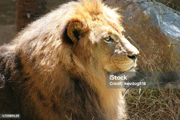 Foto de Perfil De Leão e mais fotos de stock de Animais Machos - Animais Machos, Animal, Fauna Silvestre