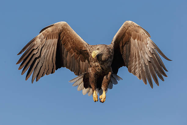 흰꼬리수리 - white tailed eagle sea eagle eagle sea 뉴스 사진 이미지