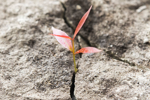 istock Sprout growing out of concrete 470989940