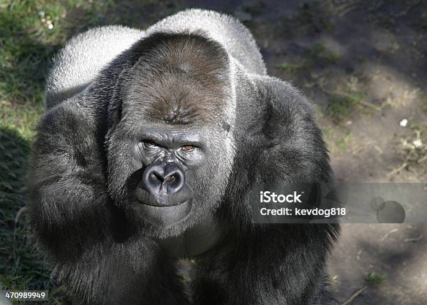 Gorilla - Fotografie stock e altre immagini di Gorilla - Gorilla, Zoo - Struttura con animali in cattività, Ambientazione esterna