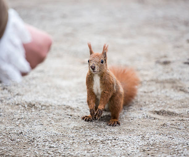 The cutest animal on earth: a squirrel having lunch in Berlin, Germany
