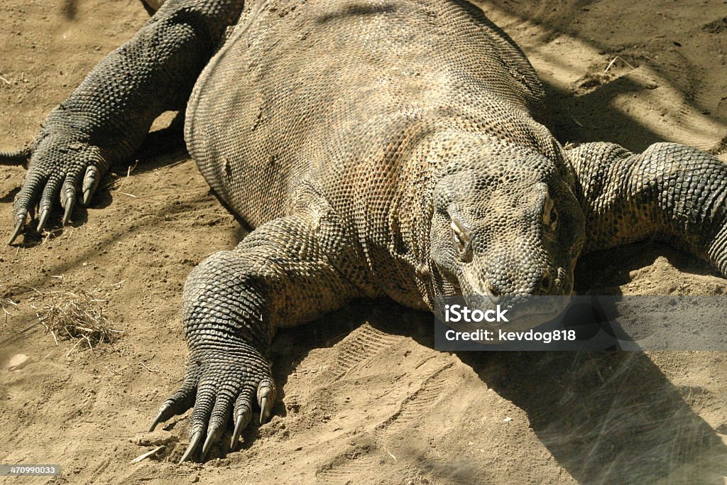 Varano di Komodo - Foto stock royalty-free di Animale