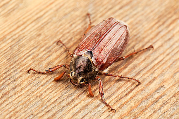 May Bug Hand 560+ May Bug Flying Stock Photos, Pictures & Royalty-Free Images - iStock