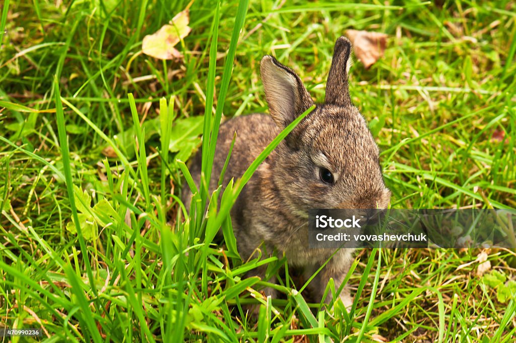 little rabbit cute and little rabbit on the grass 2015 Stock Photo