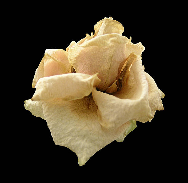 Dried Rose - Black Background Isolated stock photo