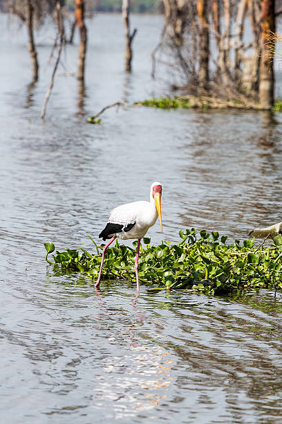 istock Yellow-billed stork in water - fearless 470990540