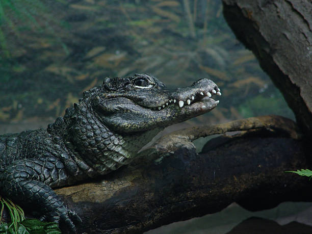 Chinese Alligator Chinese alligator  chinese alligator alligator sinensis stock pictures, royalty-free photos & images