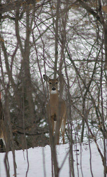 peeking deer stock photo