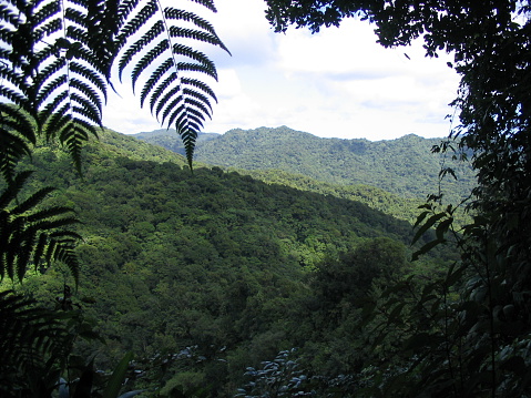 A clearing along a trail in the rainforest in Dominica.  Near the \