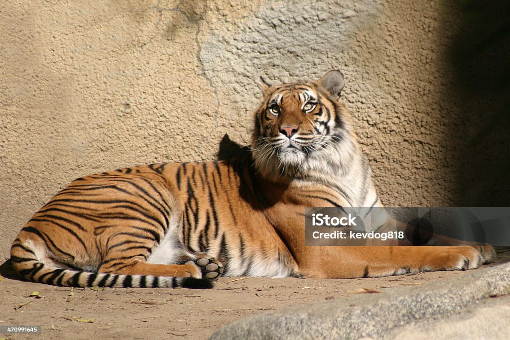 Tigre - Photo de Tigre libre de droits