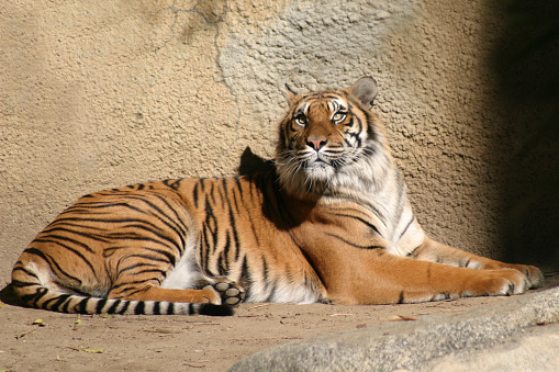 Amur tiger sitting