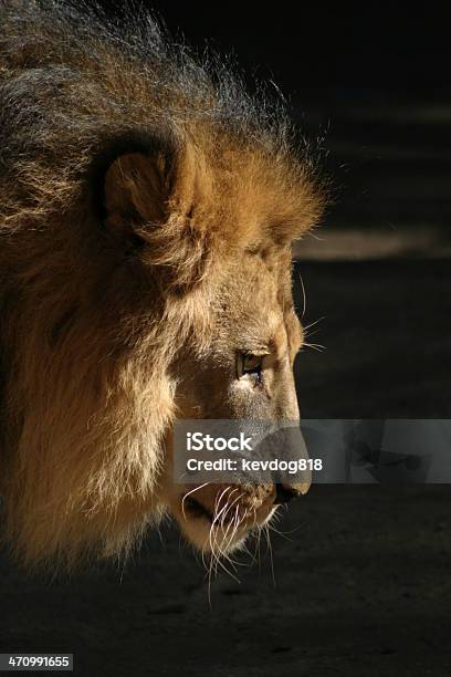 Photo libre de droit de Lion banque d'images et plus d'images libres de droit de Animal mâle - Animal mâle, Chasser, Crinière