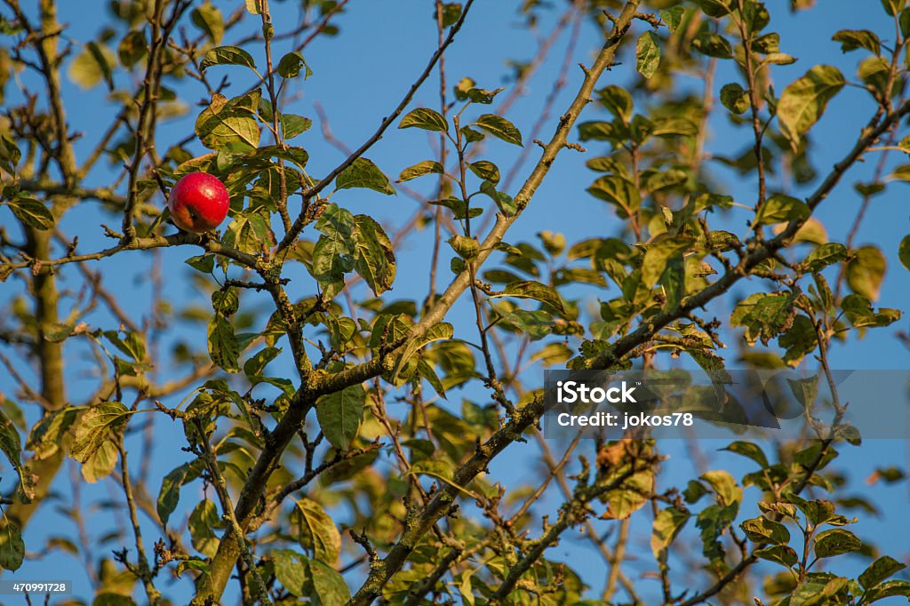 Maçã vermelha na árvore outono do-sol à noite - Foto de stock de 2015 royalty-free