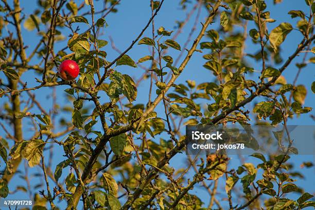 Foto de Maçã Vermelha Na Árvore Outono Dosol À Noite e mais fotos de stock de 2015 - 2015, Adão - Figura bíblica, Alimentação Saudável