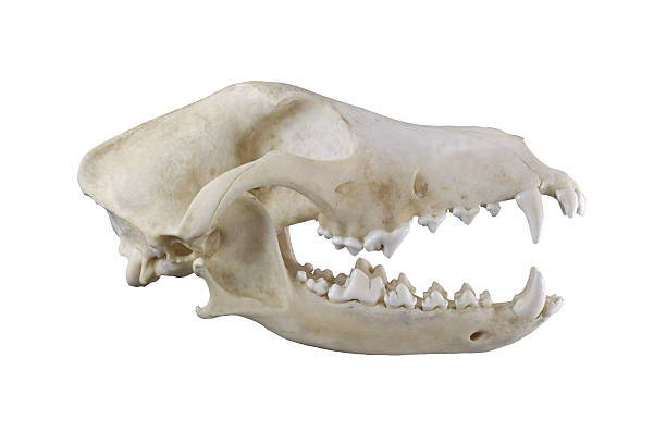 cranio di cane isolato su sfondo bianco - animal skull foto e immagini stock