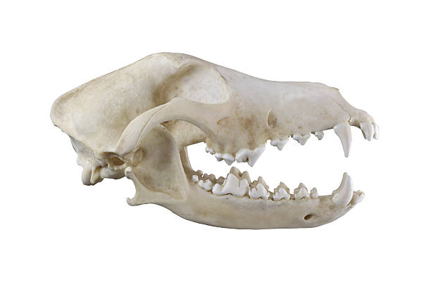 흰색 배경에 고립 된 개 두개골 - animal skull 뉴스 사진 이미지