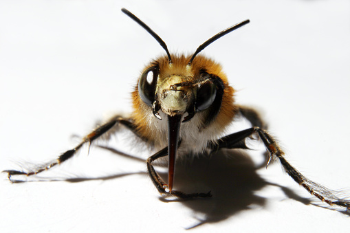 A Bumble Bee with its leg over its eye.