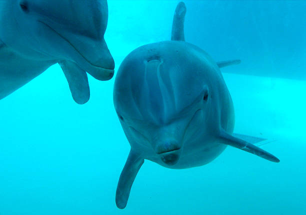 Dolphin amici di - foto stock