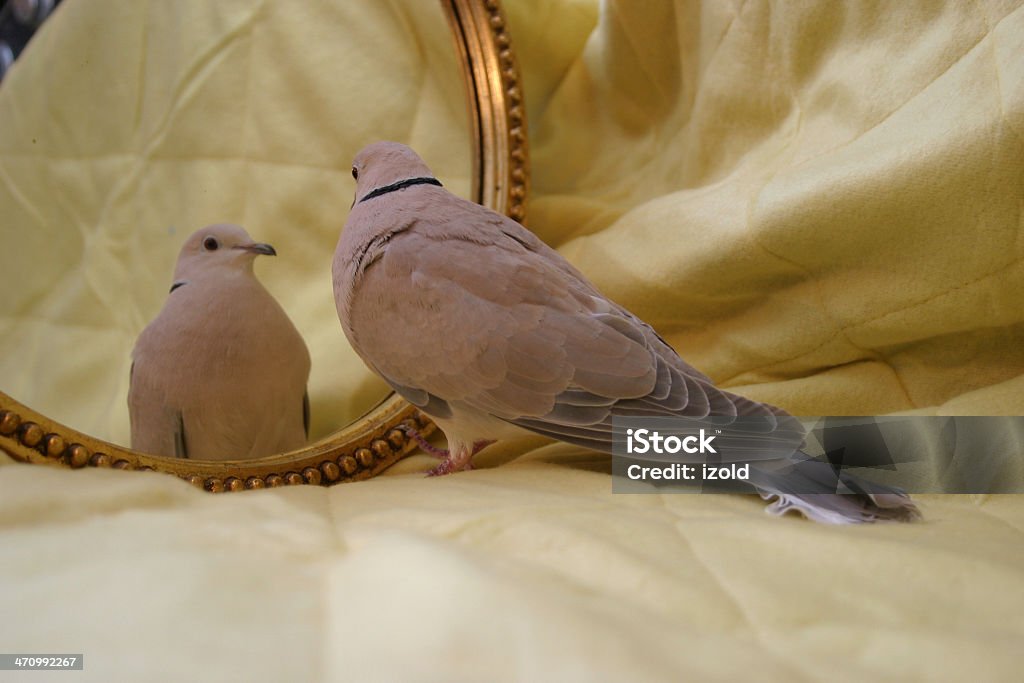 narcissism - Foto de stock de Admiración libre de derechos