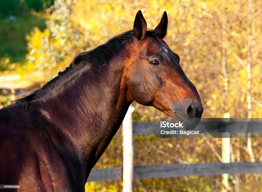 Portrait of a dark bay horse for a walk 2015 Stock Photo