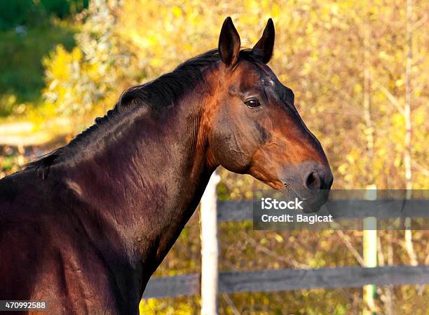 Portrait Of A Dark Bay Horse For A Walk Stock Photo - Download Image Now - 2015, Animal, Animal Body Part