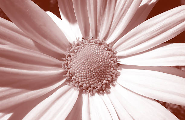 Daisy Macro - Sepia Toned stock photo