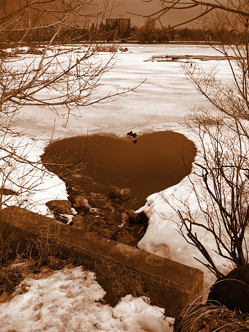 A strongly coloured picture of water coming out of a pipe. The opening in the ice forms a heart shape, and there are 2 ducks.