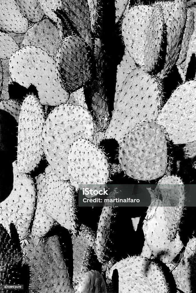 Nopal - Foto stock royalty-free di Bianco e nero