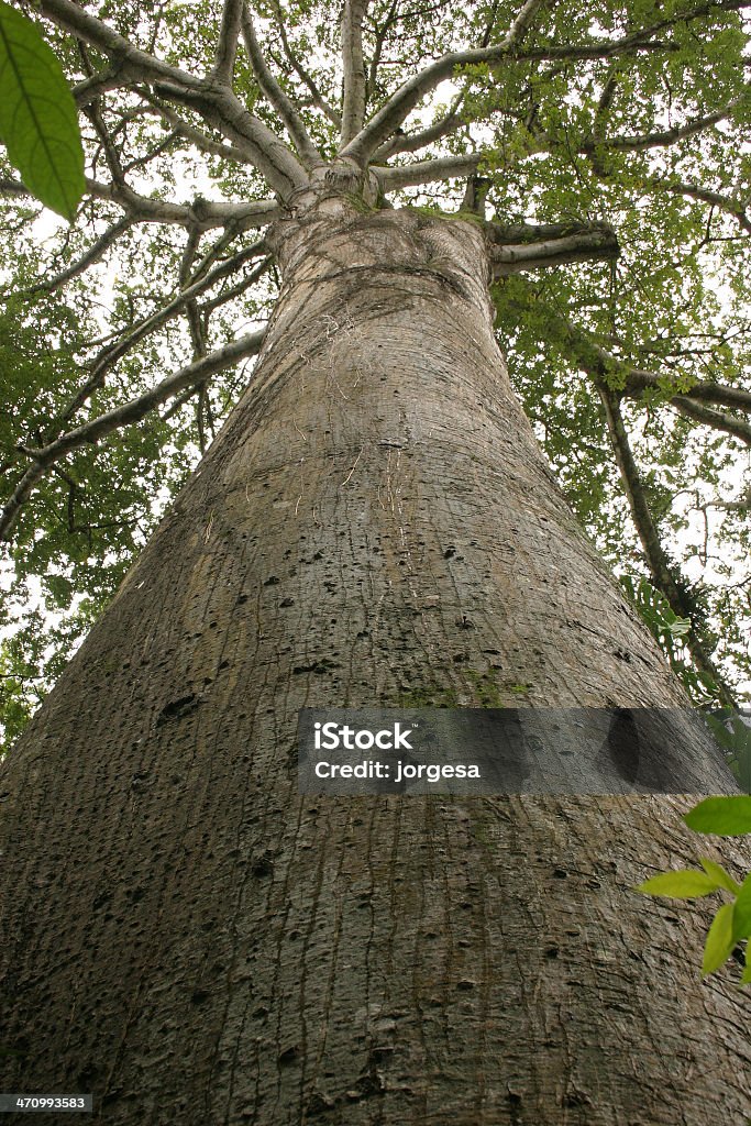 Größten Baum. - Lizenzfrei Amazonas-Region Stock-Foto