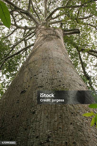 Größten Baum Stockfoto und mehr Bilder von Amazonas-Region - Amazonas-Region, Amazonien, Baum