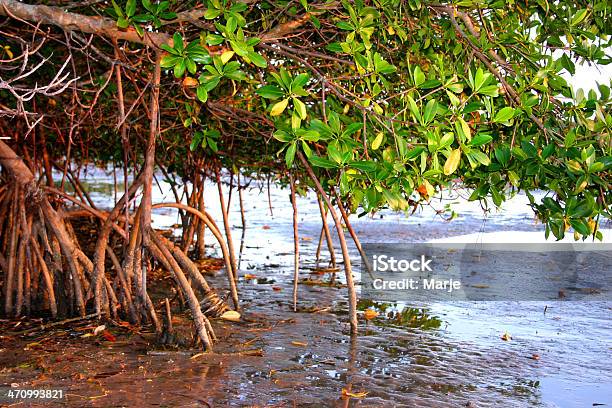 Drzewo Mangrowe - zdjęcia stockowe i więcej obrazów Drzewo mangrowe - Drzewo mangrowe, Stan Floryda, Bez ludzi