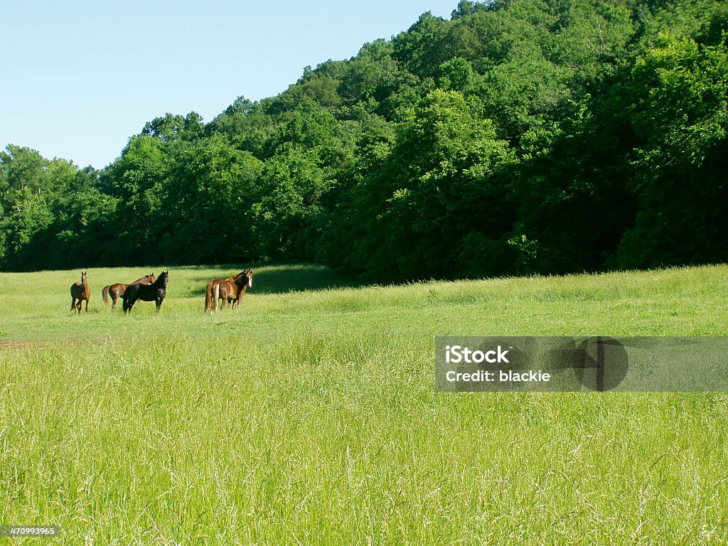 Familia de caballos - Foto de stock de Animal libre de derechos