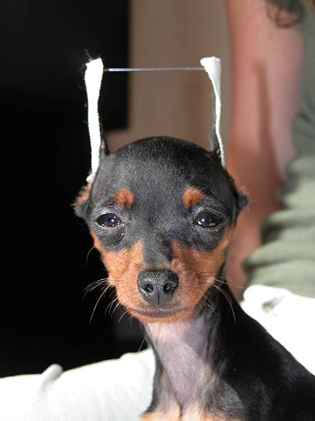 A puppy miniature pincer, his ears still in "gear".