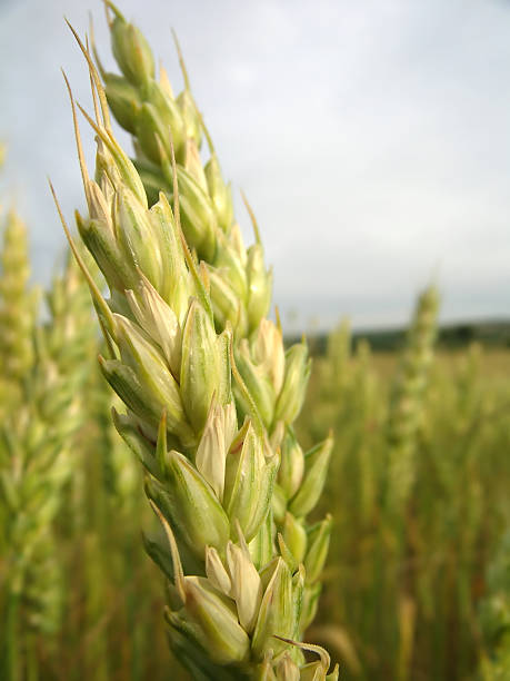 Green Wheat Field - Macro 02 stock photo